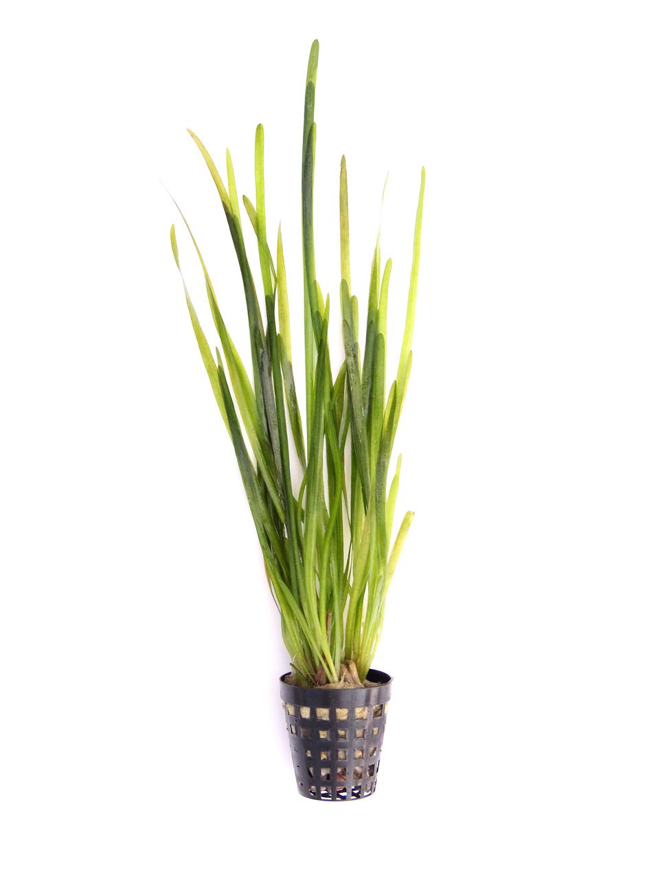 Vallisneria spiralis Topf