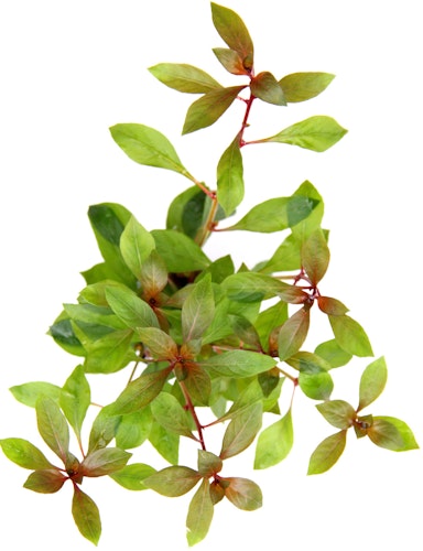 Ludwigia repens 'rubin' Topf