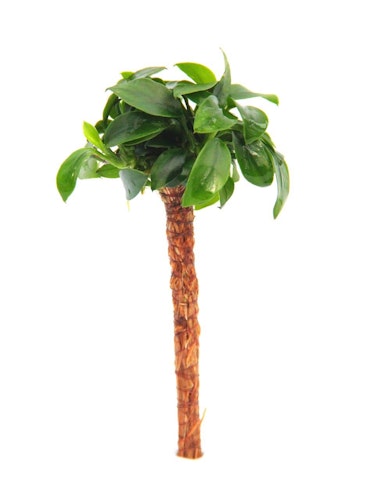 Anubias barteri var. nana 'Bonsai'