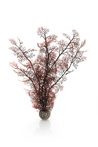 biOrb Hornkoralle groß dunkelrot (46073)