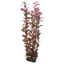 Vorschaubild HOBBY Plant Ludwigia Aquarieneinrichtung