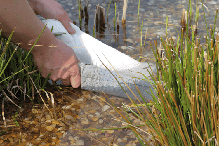 Oase Algenschutz AquaActiv PhosLess