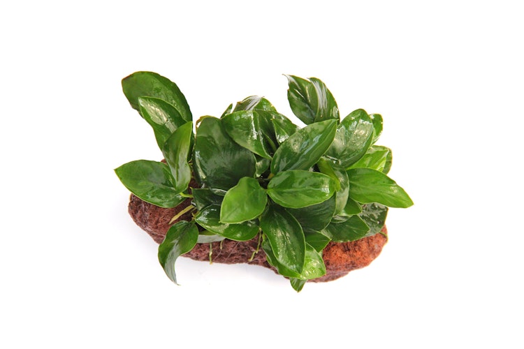 Anubias barteri var. Nana
