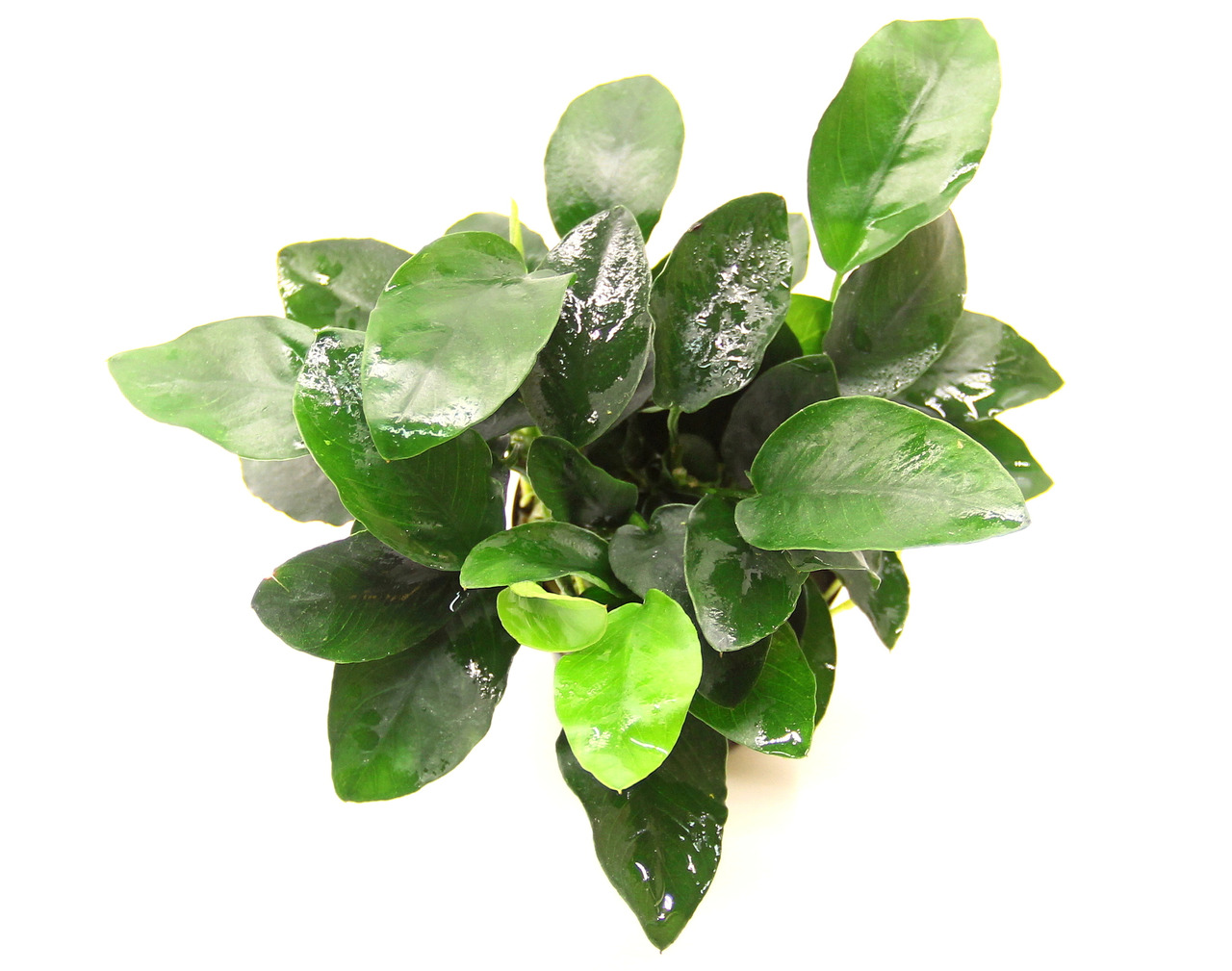 Anubias barteri var. nana mehrtriebig Topf