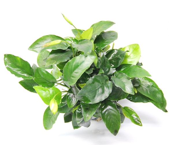 Anubias barteri var. nana 'Bigfoot' Topf XL