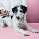 Vorschaubild Tierliebhaber Z-Spot