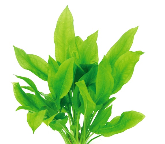 Echinodorus grisebachii 'Bleherae'