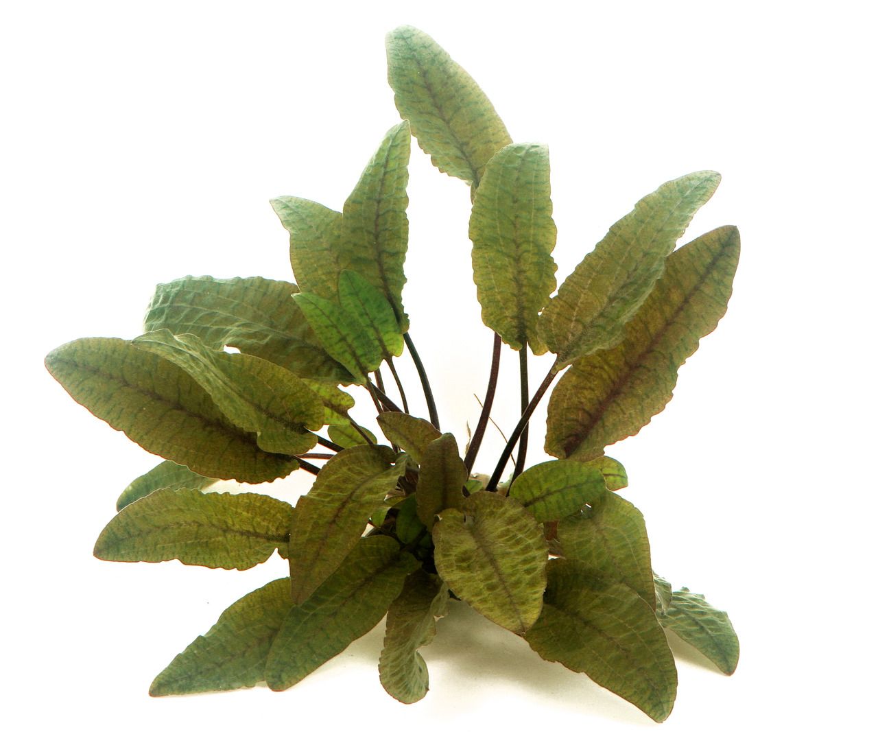 Cryptocoryne wendtii 'braun' Topf