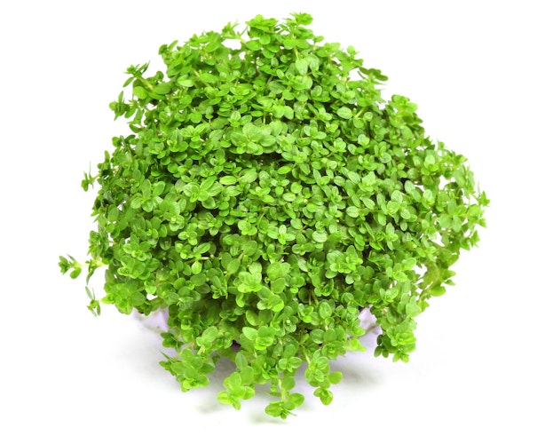 Hemianthus callitrichoides 'Cuba'