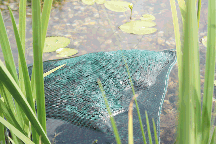 Oase Algenschutz AquaActiv AquaHumin