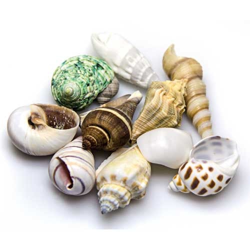 HOBBY Natur Sea Shells Aquarieneinrichtung