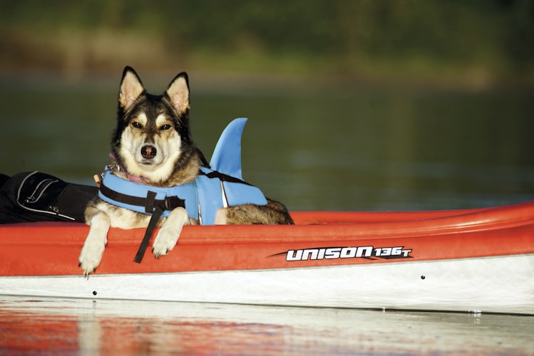 NOBBY Hunde Schwimmhilfe "Sharki"