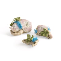 biOrb Plattenkorallen & Knopfpolypen Set