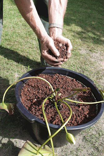 Oase Pflanzkorb rund