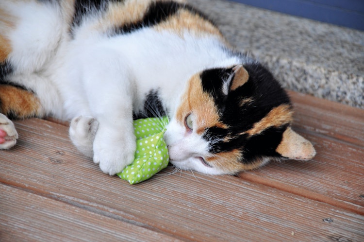 Aumüller Baldrian-/ Dinkelkatzenspielkissen