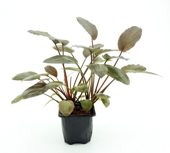 Lagenandra meeboldii 'rot'