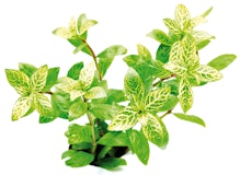 Hygrophila polysperma 'Sunset' TopfZubehörbild