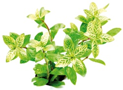 Hygrophila polysperma 'Sunset' Topf