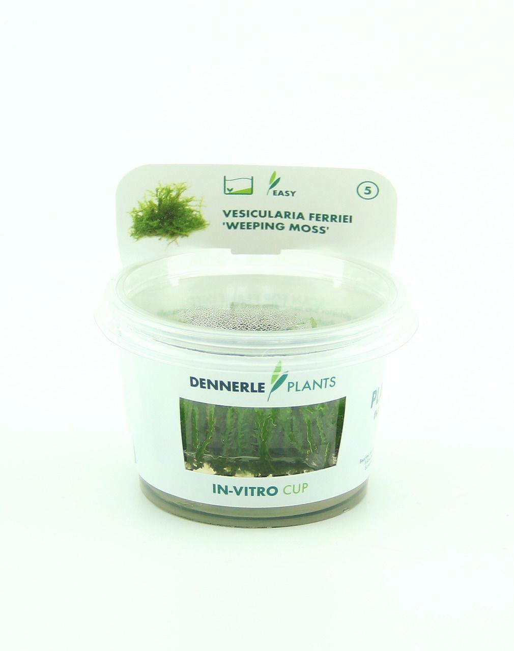 Vesicularia ferriei In-Vitro
