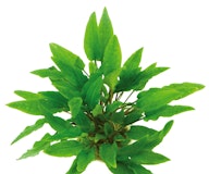 Cryptocoryne wendtii 'grün' TopfZubehörbild