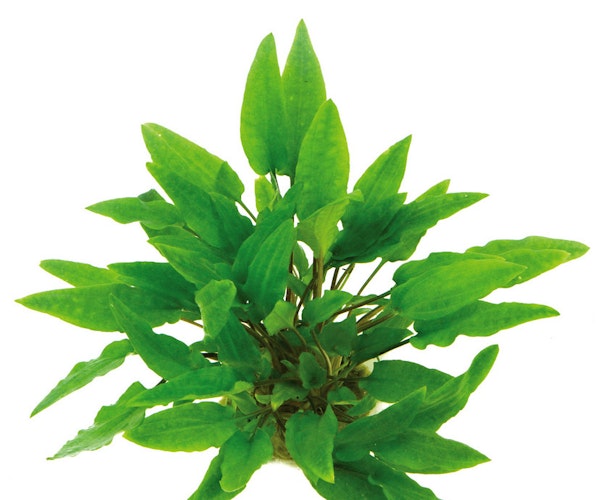 Cryptocoryne wendtii 'grün' Topf