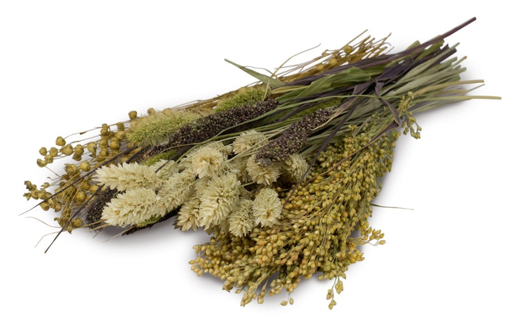 JR FARM Knabber-Potpourri 50g Kleintiersnack