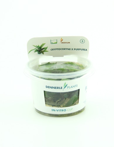 Cryptocoryne x 'purpurrot' In-Vitro