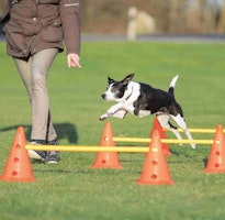 TRIXIE Pylonen-Hindernis-Set, 3 St., ø 23 × 30 cm/78 cm, orange/gelb