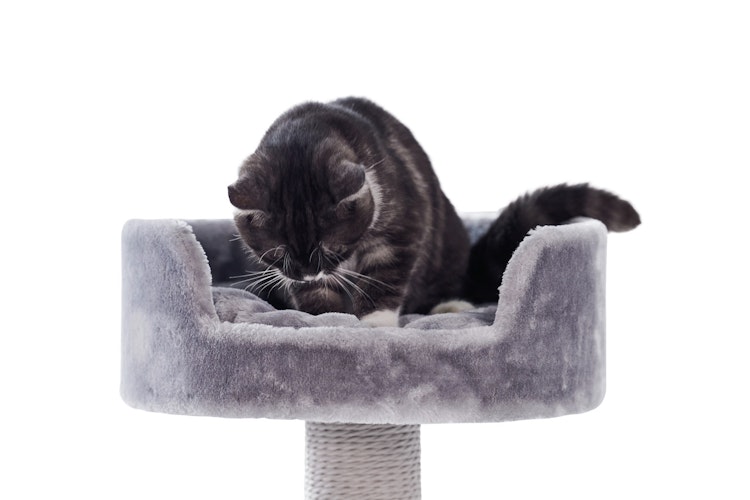 Nobby Kratzbaum Classic Zera 50x50x97cm grau