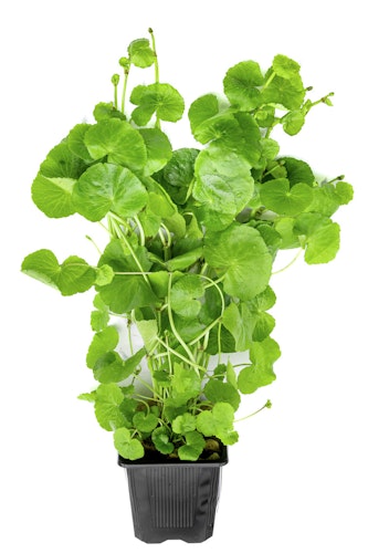 Hydrocotyle leucocephala