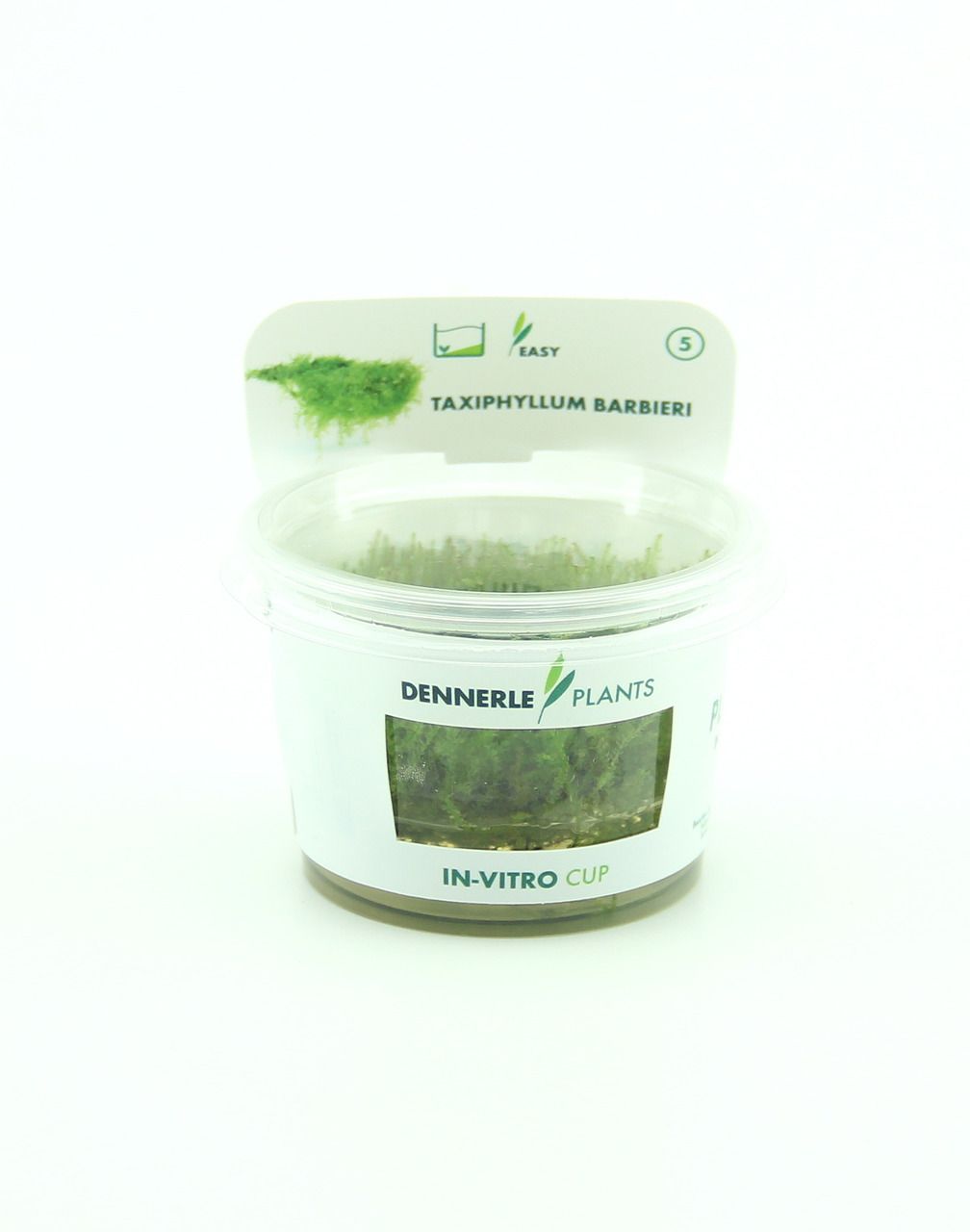 Taxiphyllum barbieri In-Vitro
