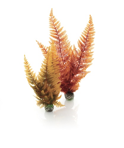 biOrb Herbstfarn Set 2 (46065)