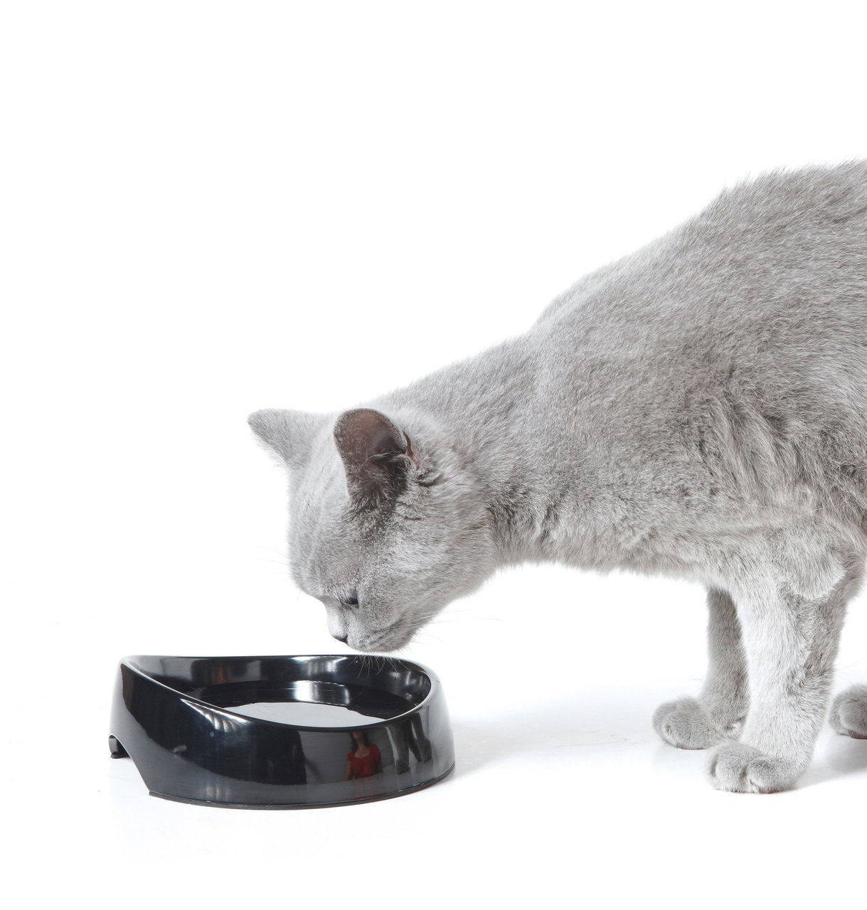 SAVIC Wassernapf Whisker Water