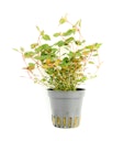 Vorschaubild Ludwigia sp. 'superrot' Topf
