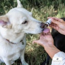 Vorschaubild Paws&Patch 10g Blütenmischung Vitalität