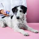 Vorschaubild Tierliebhaber Z-Spot