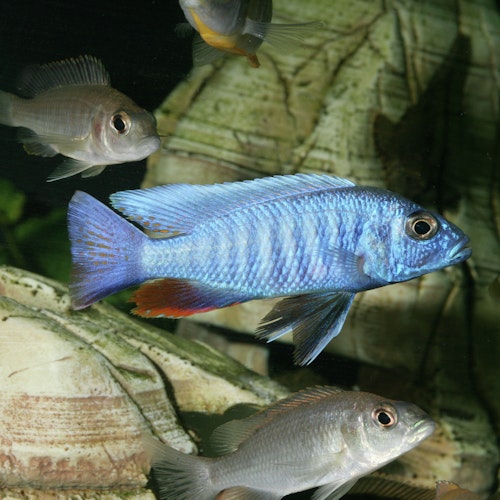 JBL ProAquaTest KH Karbonathärte