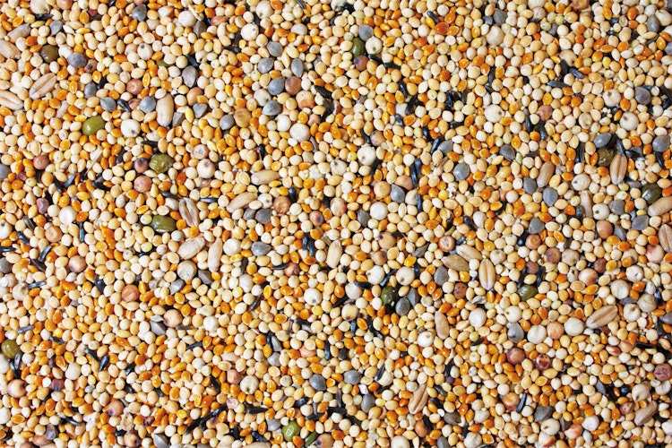 JR FARM Birds Keimfutter Wellensittich 1kg Vogelfutter