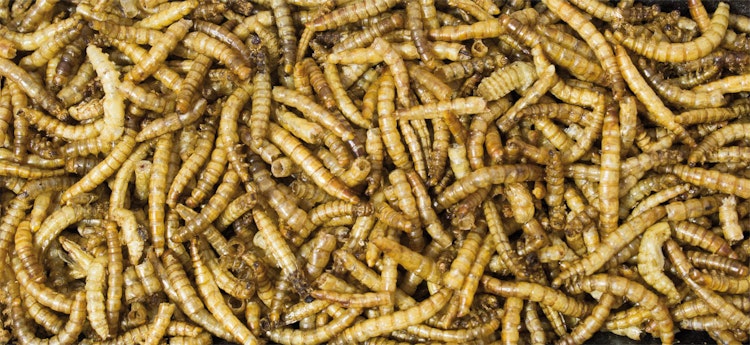 JR FARM Mehlwürmer 70g Kleintiersnack