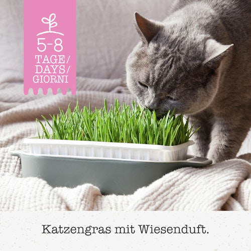 GimCat Katzen-Gras mit Gerstengras-Saat 150g Nahrungsergänzung für Katzen