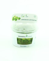 Limnobium laevigatum In-Vitro