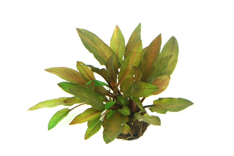 Cryptocoryne walkeri var. Legroi Topf