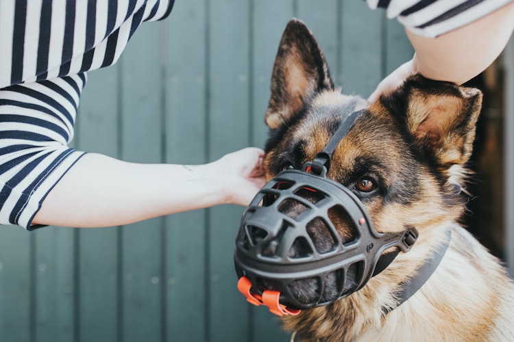 HUNTER Maulkorb Albury schwarz Hundetransport