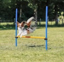Vorschaubild TRIXIE Fun Agility Hürde, Kunststoff, 113 × 110 cm, ø 3 cm, blau/orange