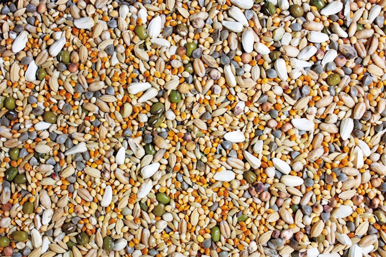 JR FARM Birds Keimfutter Großsittich 1kg Vogelfutter