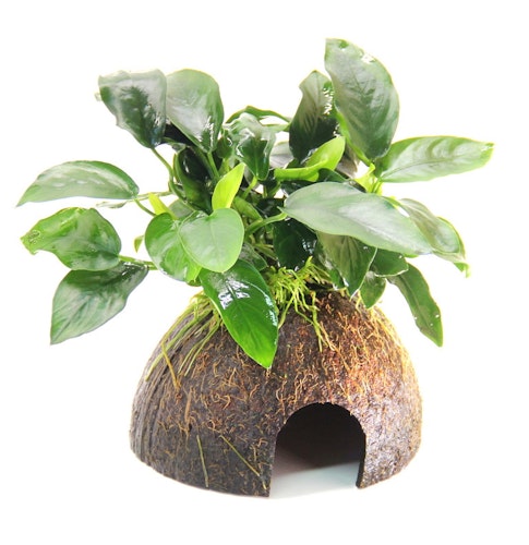 Anubias barteri var. Nana