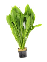 Echinodorus grisebachii 'Bleherae'