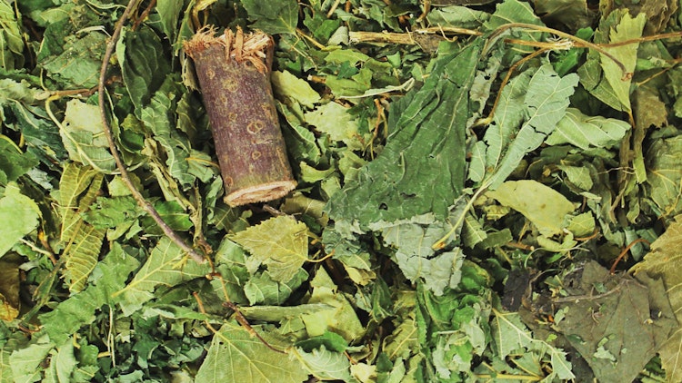 JR FARM Waldgeheimnis 100g Raufutter für Kleintiere