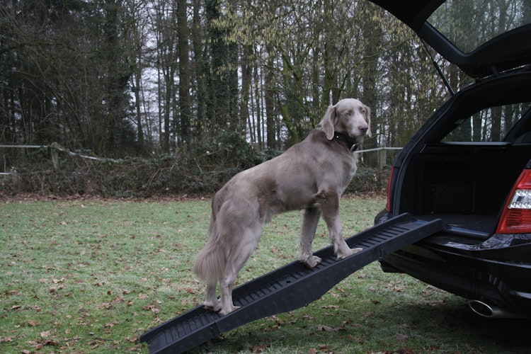 NOBBY Hunderampe 40 x 152 cm