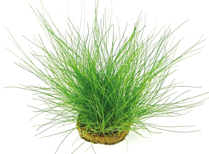 Eleocharis acicularis